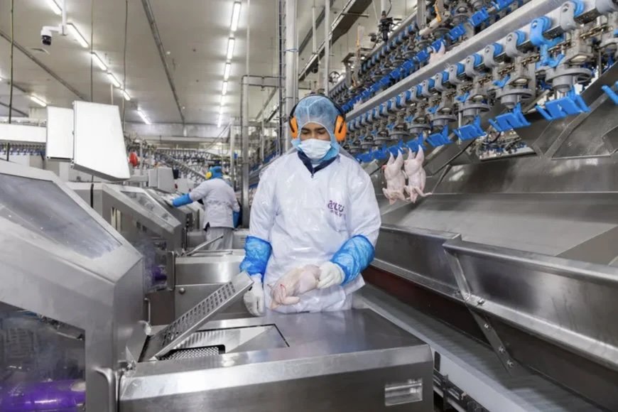 « UNE TRAÇABILITÉ INDISPENSABLE » : COMMENT LE LOGICIEL MAREL RENFORCE ARASCO ENTAJ POULTRY