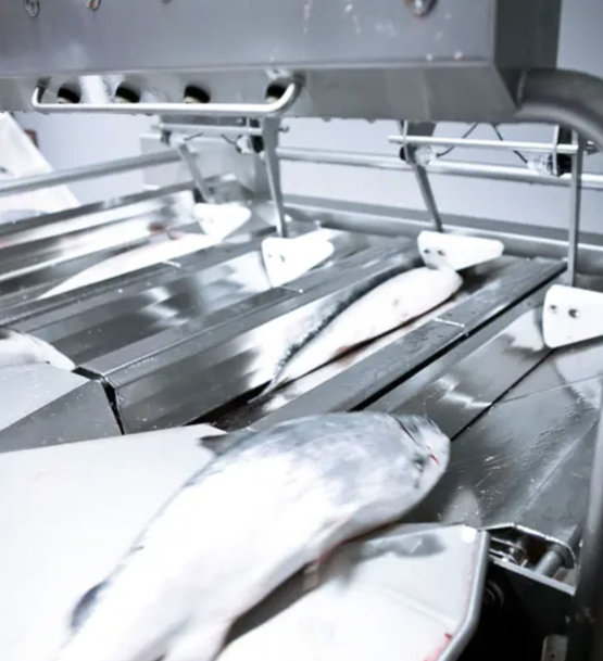 Marel, MMC First Process partnership delivers results