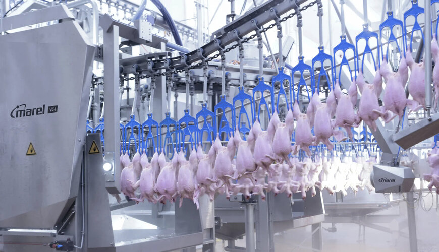 Marel answers 8 key questions to understand vent cutting
