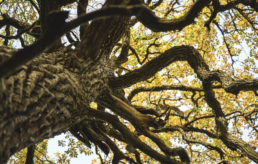 Holmen launches biodiversity indicators