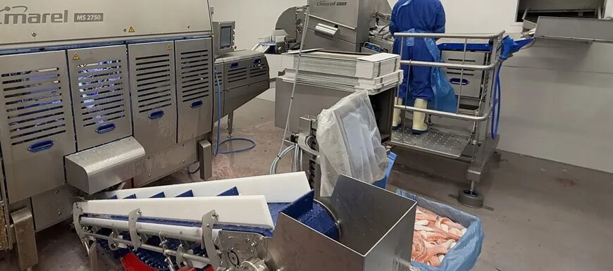 Marel enhanced Hofseth's salmon processing efficiency with its advanced Salmon Deheader MS 3028