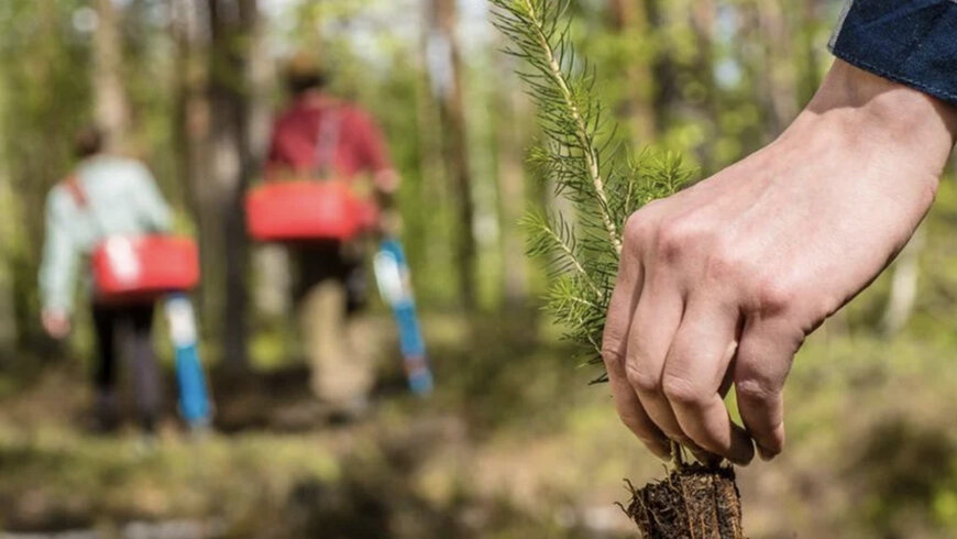 Stora Enso planted or delivered over 62 million tree seedlings in 2024