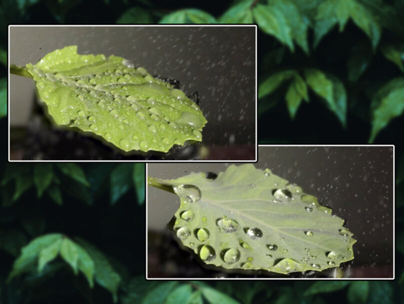 Technology developed by MIT engineers makes pesticides stick to plant leaves
