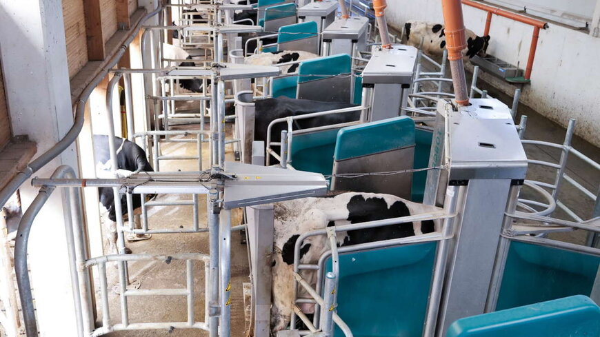 Batch Milking mit der GEA DairyRobot R9600 Reihe