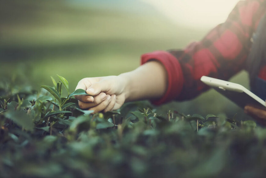 Optical technology offers farmers new ways to boost output