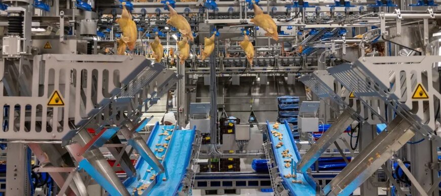 Marel's Q-Wing Boosts Hubers Chicken Wing Yield