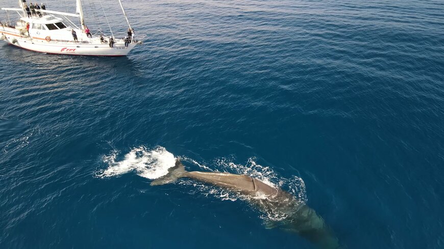 INTERNATIONAL DAY FOR BIOLOGICAL DIVERSITY: FPT INDUSTRIAL SUPPORTS THE TETHYS RESEARCH INSTITUTE IN SPEARHEADING THE CONSERVATION OF MEDITERRANEAN CETACEANS AND THE MARINE ENVIRONMENT