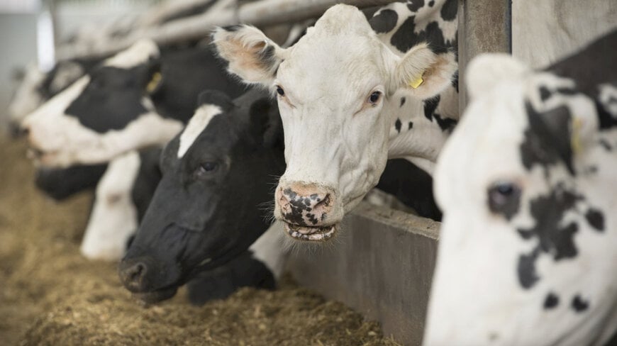 ABB provides automation for cattle feed plant to cut methane emissions