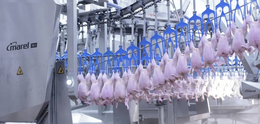 Marel: VC-i - La première Coupeuse de Cloaques intelligente au monde