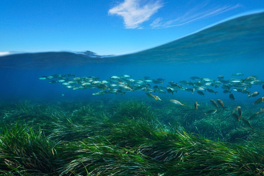 DIA MUNDIAL DOS OCEANOS: FPT INDUSTRIAL JUNTO COM A ONE OCEAN FOUNDATION, NO PROJETO BLUE FOREST, PARA A RESTAURAÇÃO DE FLORESTAS MARINHAS