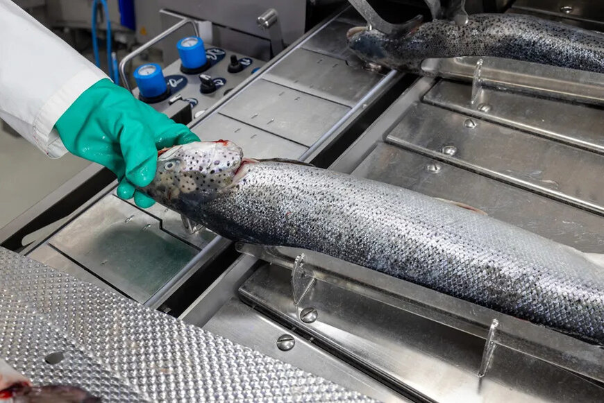 How does a deheader optimize salmon filleting?