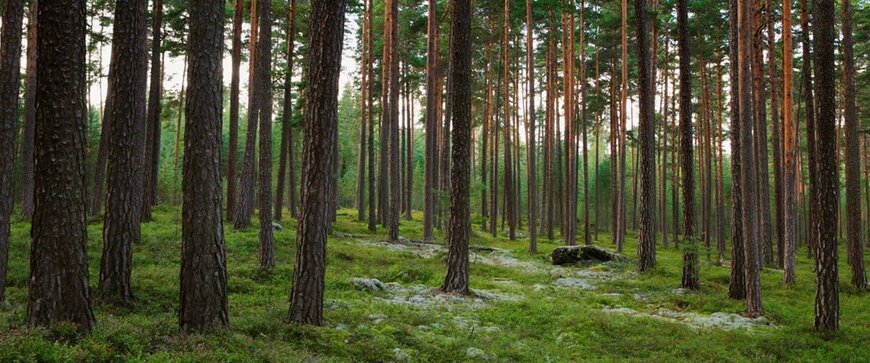Stora Enso and Matrix Pack partner to accelerate formed fiber packaging innovation