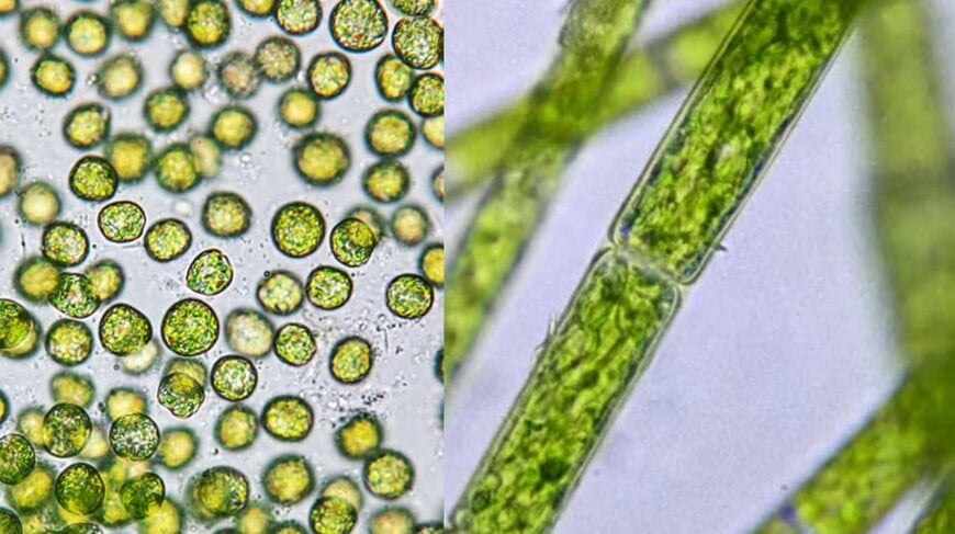 LG Sonic Algal Bloom Prevention for Lakes