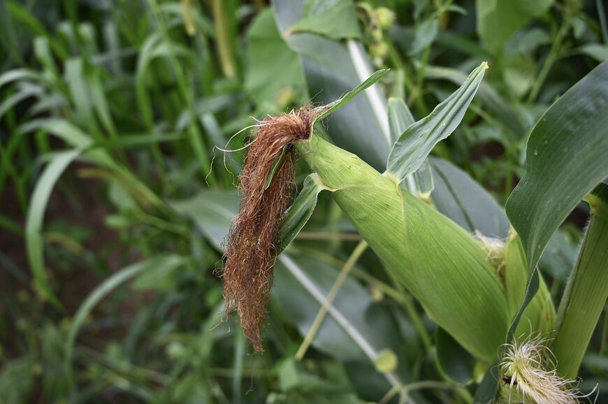 PepsiCo, Cargill Collaborate to Empower Farmers by Advancing Sustainable Agriculture