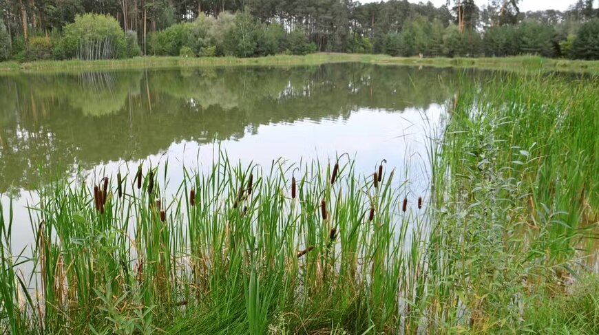 LG Sonic Combats Algal Blooms with Tech & Nature