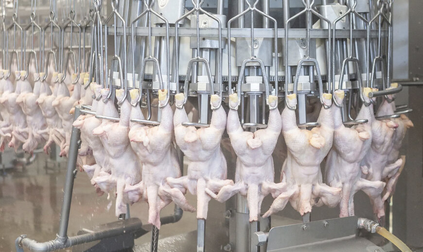 Marel Enhances Poultry Neck Processing with Versatile Global Solutions