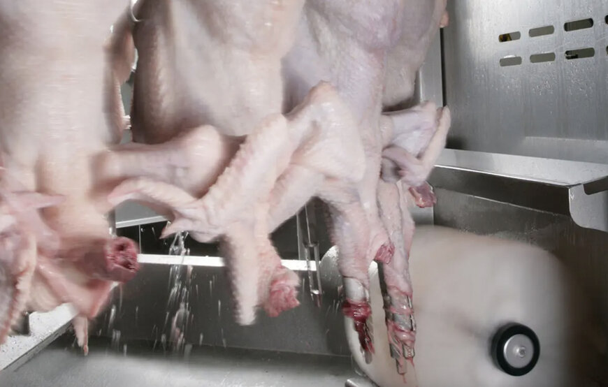 Marel Enhances Poultry Neck Processing with Versatile Global Solutions