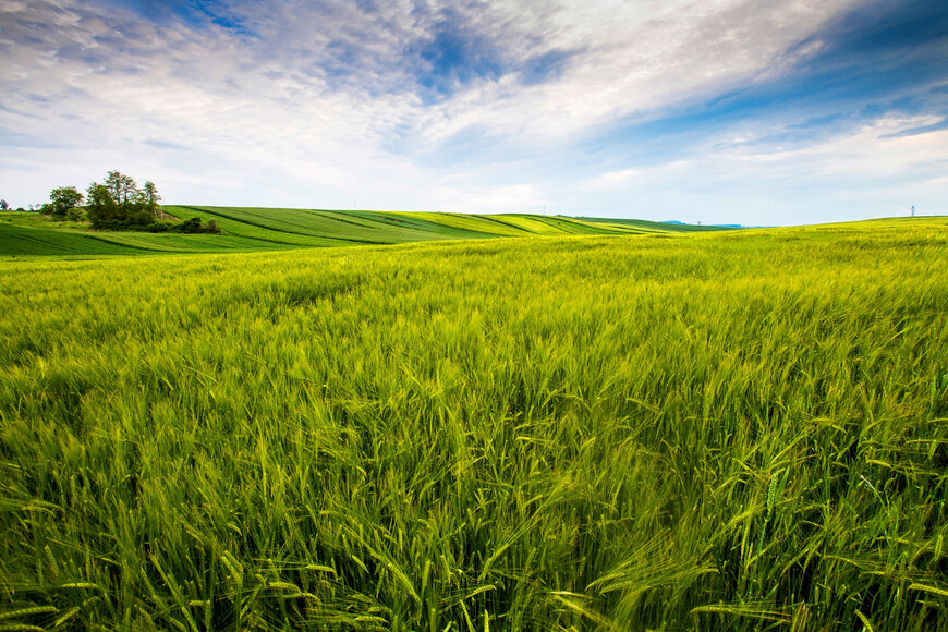 China&rsquo;s Citic to develop large soybean, corn farms in Angola