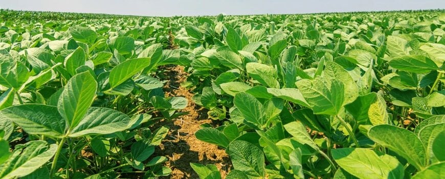ADM Streamlines Global Soy Protein Production