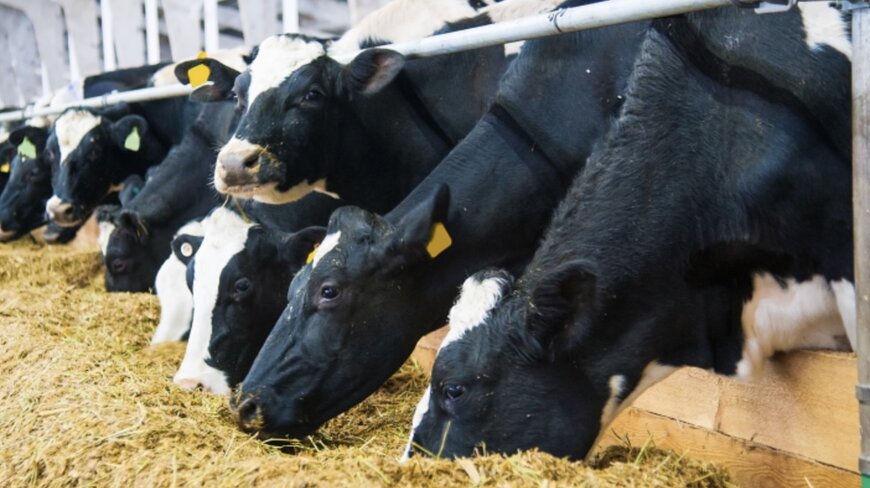 ADM Unveils New Feed Solution That Unlocks Nutrients for Optimized Dairy Performance