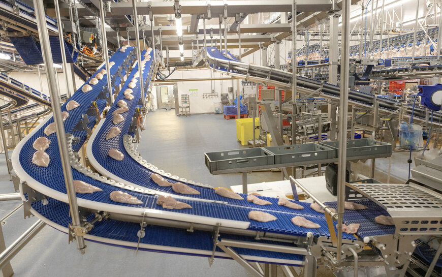 La bande transporteuse EnduraBelt de Marel répond à toutes les exigences de transport de volaille