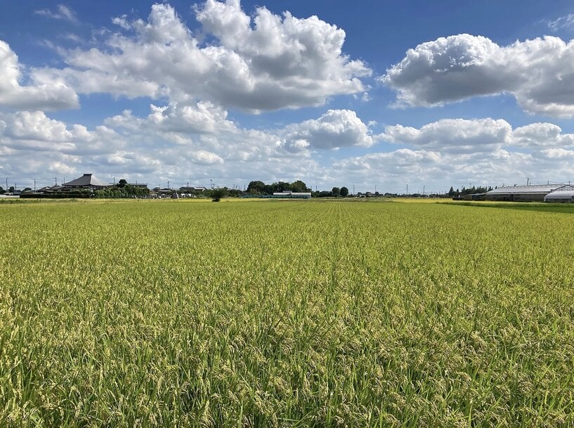BASF launches first rice yield guarantee via xarvio HEALTHY FIELDS