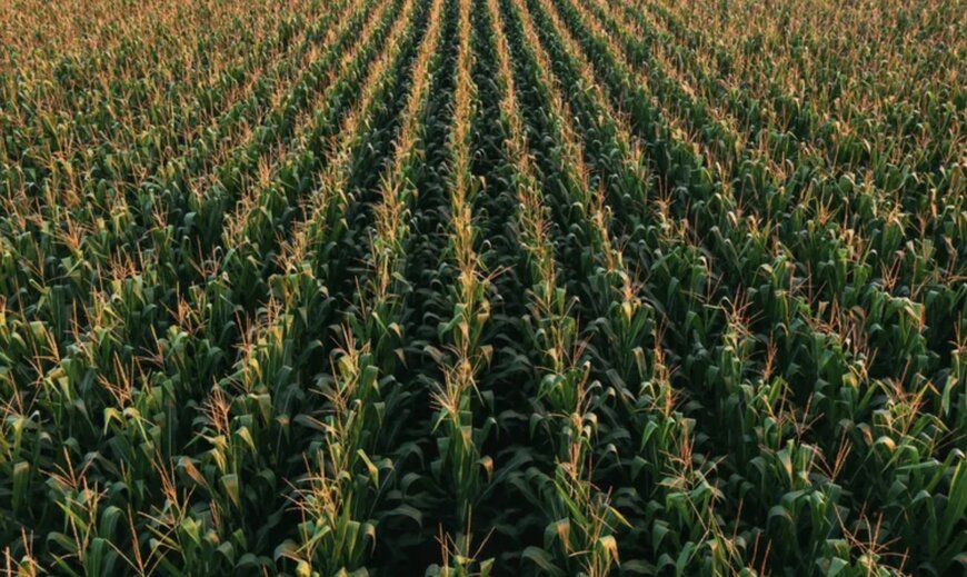 Transforming Crop Waste into Wealth: The Future of Agricultural Residues
