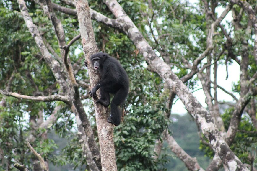 LES &Eacute;COLOGISTES UTILISENT LA TEMP&Eacute;RATURE MESUR&Eacute;E PAR LES CAM&Eacute;RAS THERMIQUES POUR SURVEILLER LE STRESS