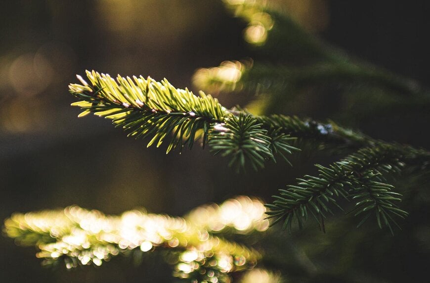 Koskisen tuo DesignEPD-mallin varhaisen vaiheen ympäristövalintoihin