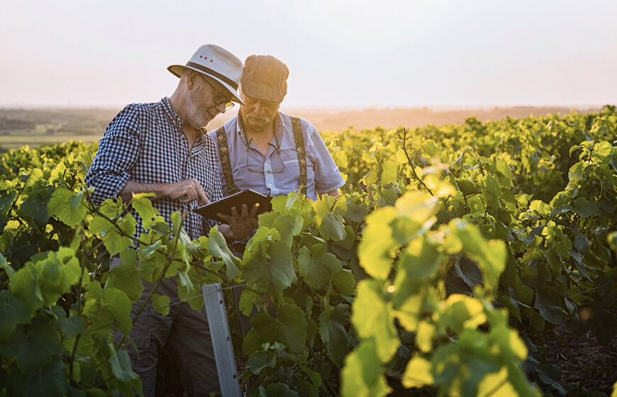 BASF Unveils xarvio FIELD MANAGER For Grapes
