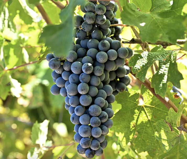 BASF Unveils xarvio FIELD MANAGER For Grapes