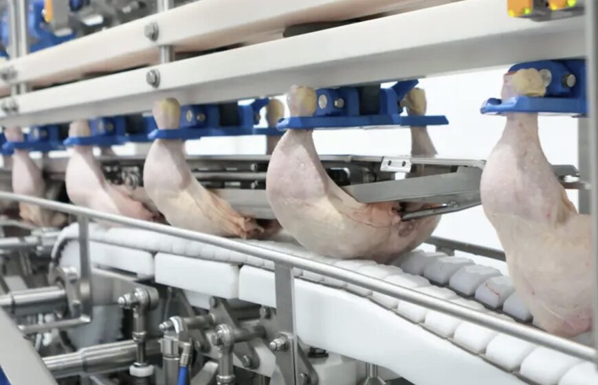 Marel’s ALPINE Module Demonstrates Strong Performance at Emsland and Celler Land