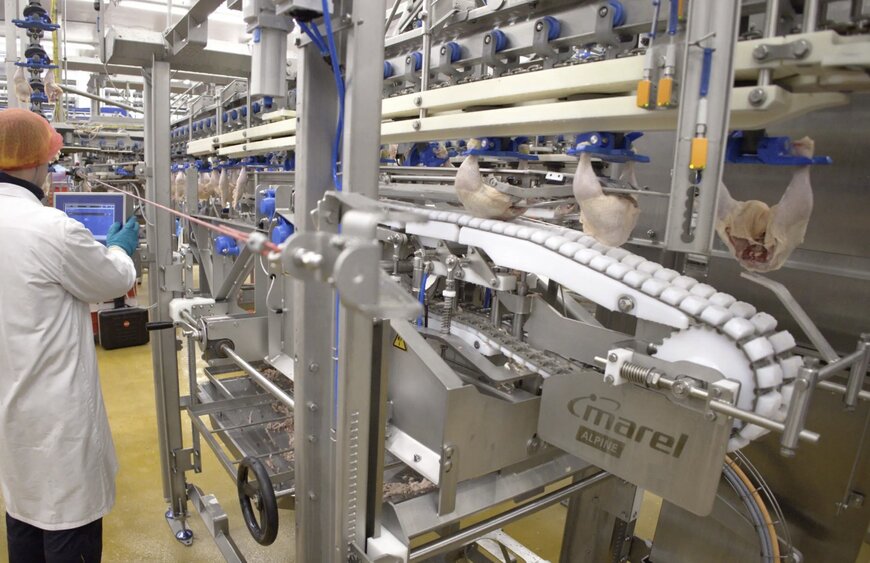 Marel’s ALPINE Module Demonstrates Strong Performance at Emsland and Celler Land