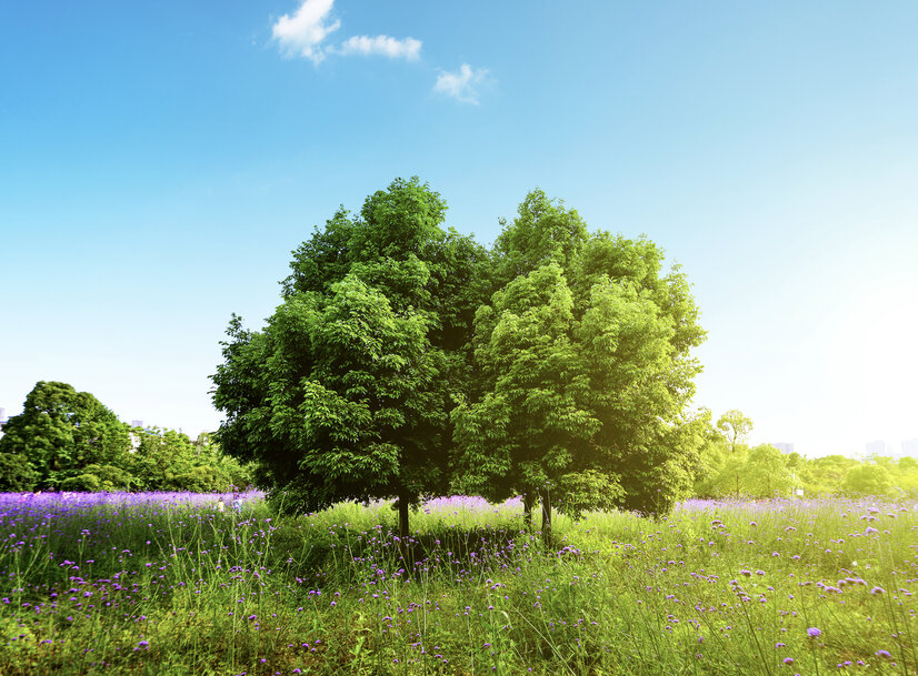 Stora Enso Pushes Carbon Reduction Beyond Fossil-Free Cartonboard Mills