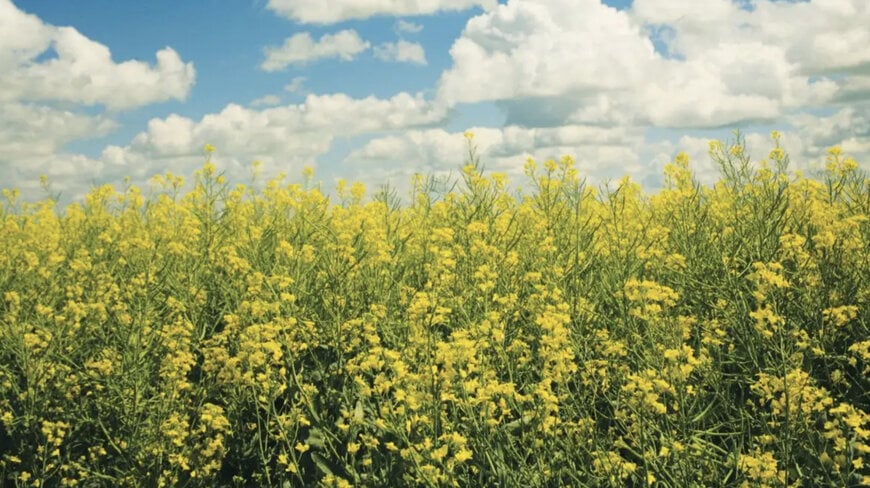 Corteva, bp Launch Etlas to Produce Oilseed Feedstocks for Biofuels