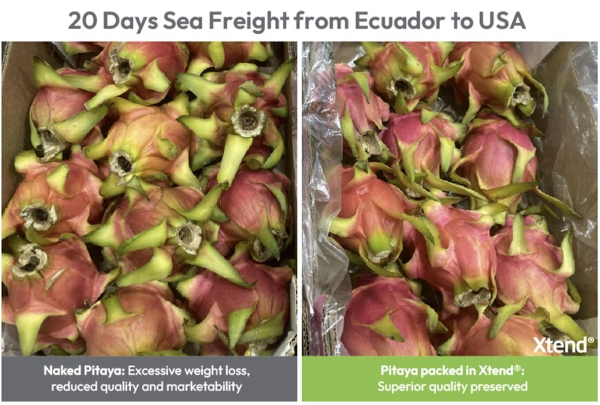 Modified-atmosphere packaging supports long-haul dragon fruit exports