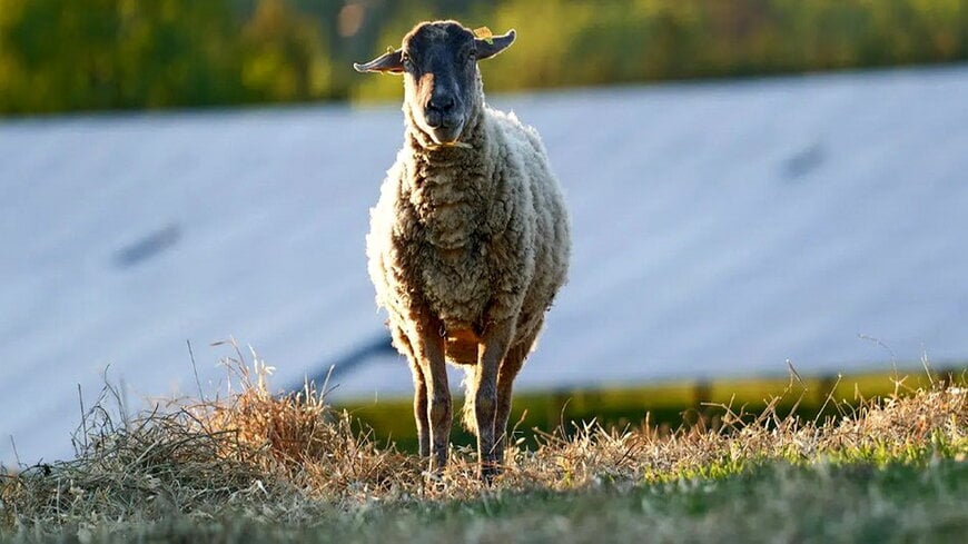 Int&eacute;gration au R&eacute;seau Haute Tension pour une capacit&eacute; Solaire de 230 MWc en France