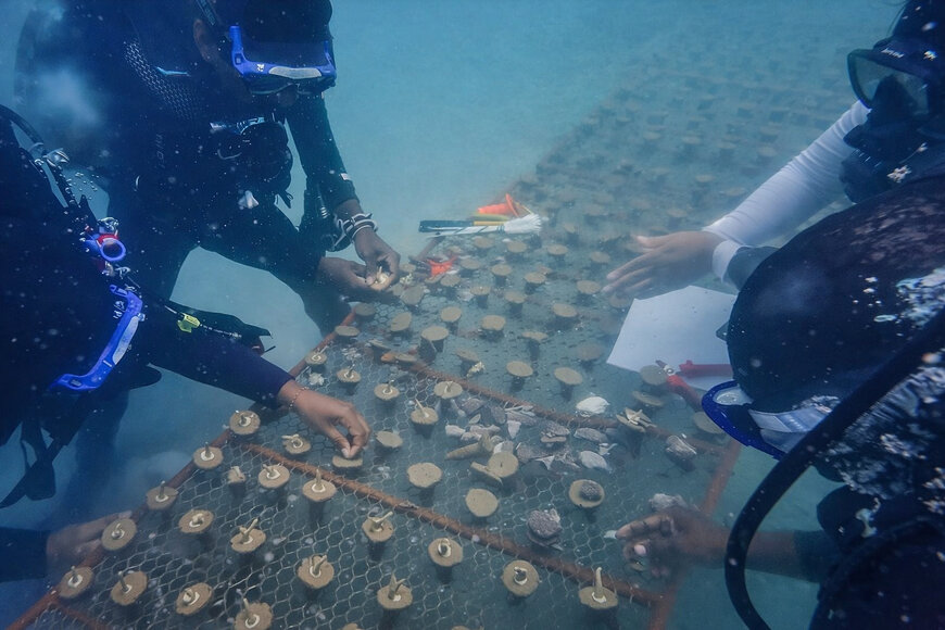Underwater Adhesive Supports Coral Reef Restoration