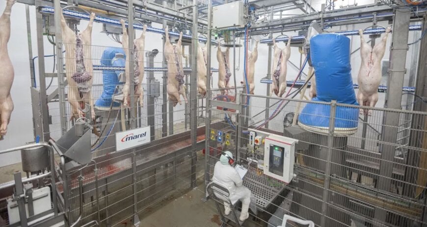 Automa&ccedil;&atilde;o no processamento de su&iacute;nos aumenta capacidade e rendimento industrial