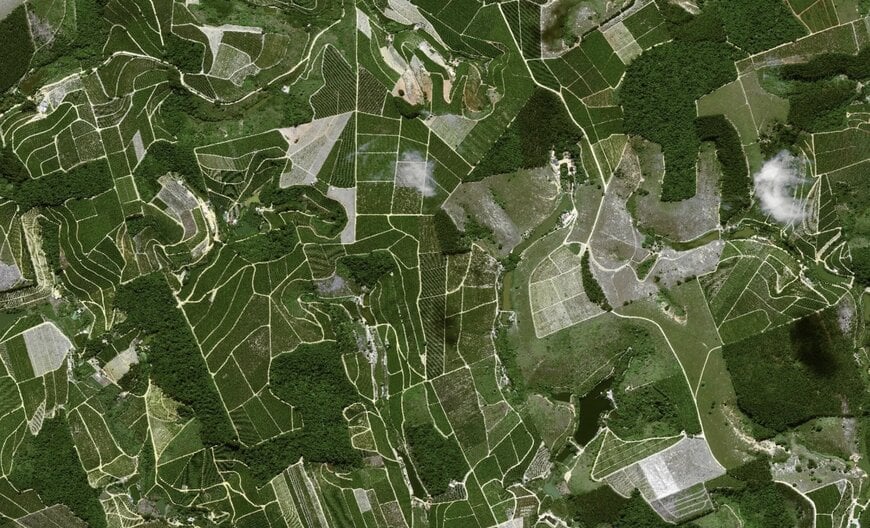 Satellite mapping for deforestation-free coffee supply chains