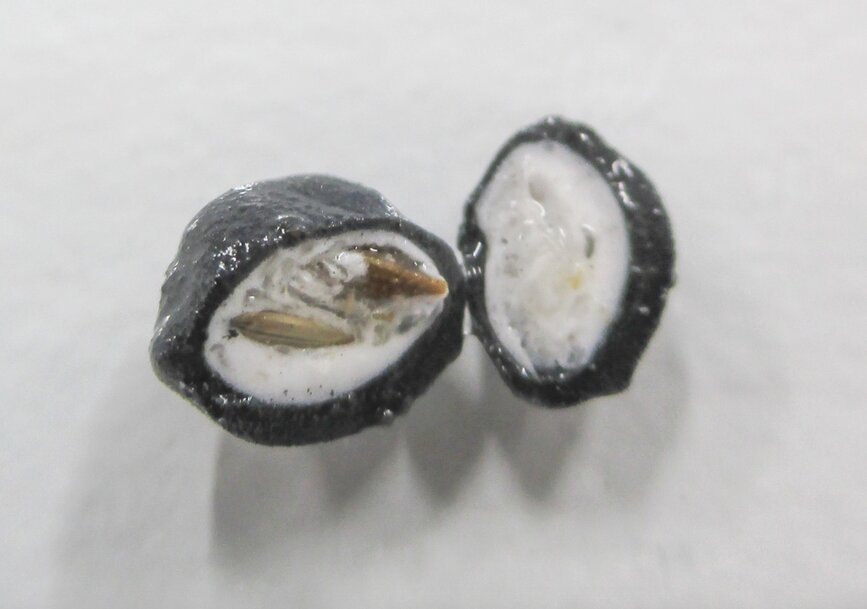 Biodegradable coating for water storage and herbicide protection