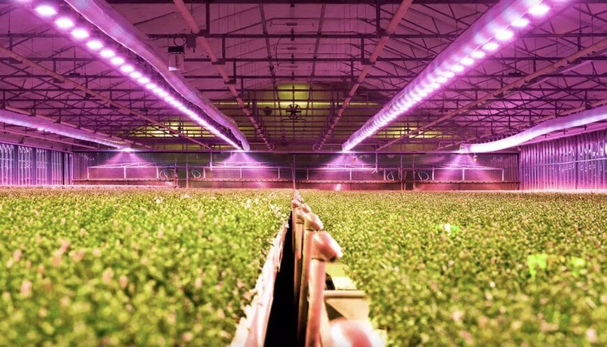 High Efficiency Optical Solid State Systems for Controlled Agriculture