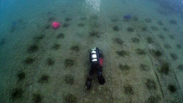 FPT Marks World Oceans Day with Continued Support for Underwater Forest Restoration 