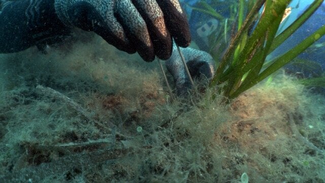 FPT Marks World Oceans Day with Continued Support for Underwater Forest Restoration
