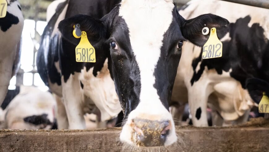 GEA expands digital herd management with CowScout Cloud