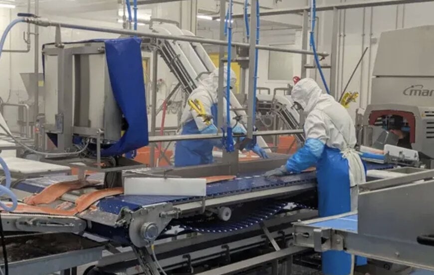 Automated filleting for fish processing