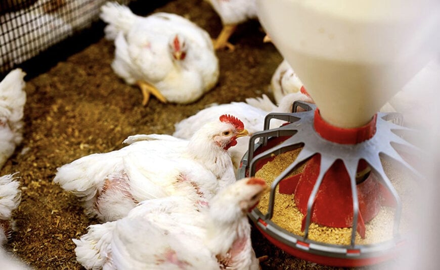 Integration of Data Analytics in Poultry Production
