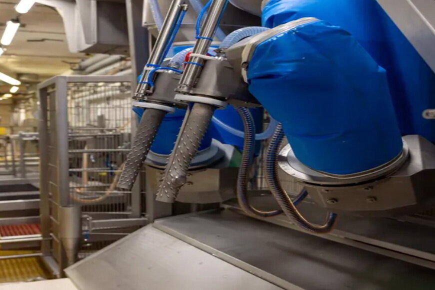 Automated Robotic Systems for Industrial Meat Processing Lines