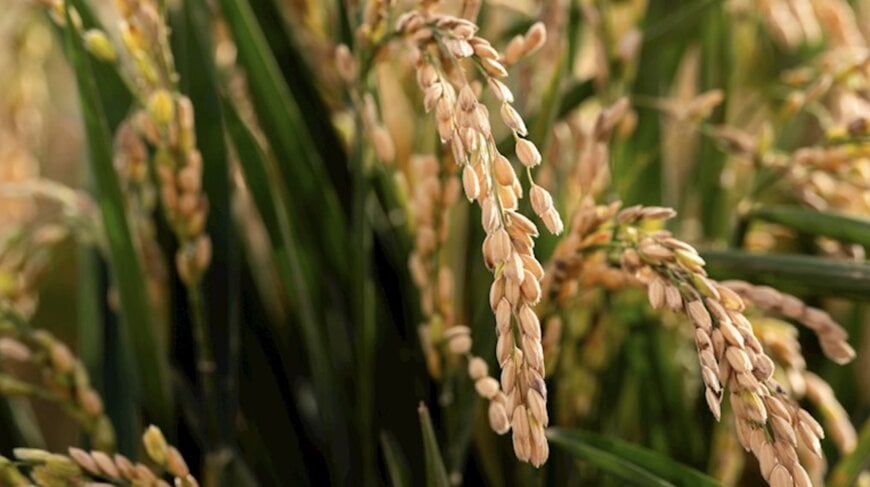 Automated Gas Fermentation for Sustainable Protein and Crop Nutrition