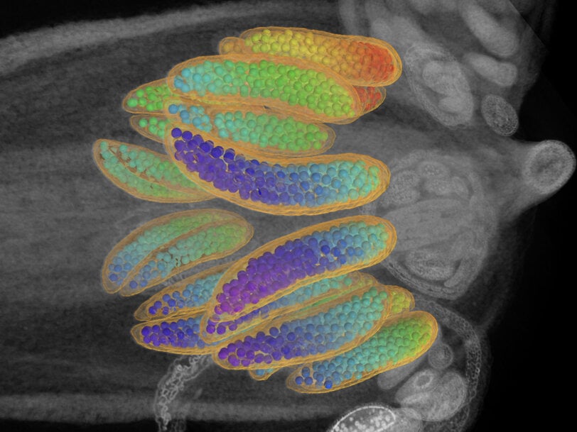 ZEISS Unveils VersaXRM 5 Insight for Hybrid 3D X-Ray Imaging